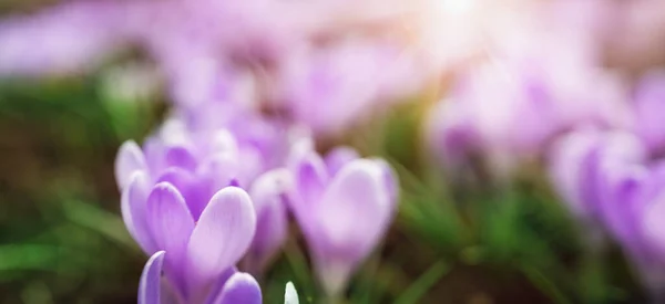 Közelkép a tavaszi virágok a parkban — Stock Fotó