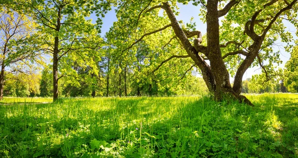 Nieuwe bladeren aan de bomen in het park op de groene lente achtergrond — Stockfoto