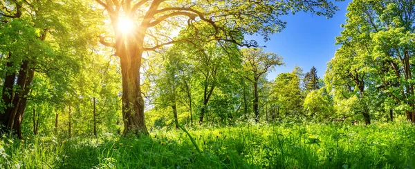 Nya blad på träden i parken på den gröna våren bakgrund — Stockfoto