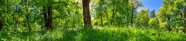 Вид на зеленый весенний лес — стоковое фото