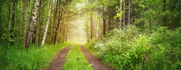 Деревенская дорога в диком красивом зеленом лесу — стоковое фото