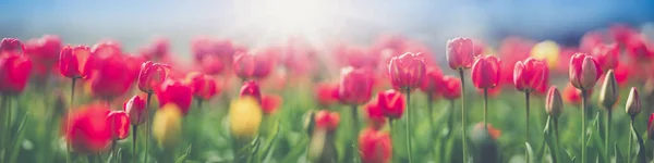 春天花园花坛上的郁金香 — 图库照片