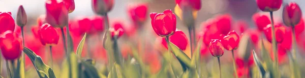 İlkbaharda bahçede çiçek tarlalarında laleler — Stok fotoğraf