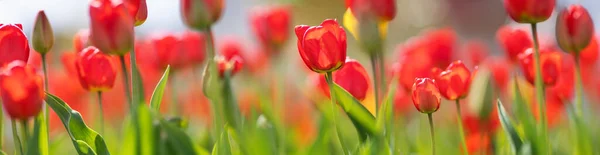 Tulipán a kertben tavasszal — Stock Fotó