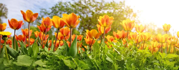 Tulpen in bloembedden in de tuin in het voorjaar — Stockfoto