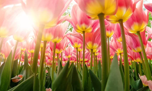 Tulipas em canteiros de flores no jardim na primavera — Fotografia de Stock