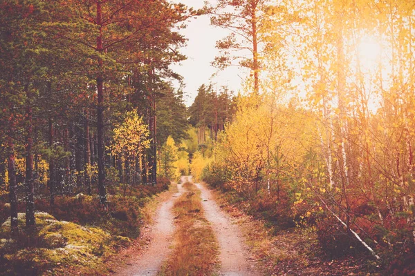 아침 햇살이 내리쬐는 장엄하고 아름다운 숲 — 스톡 사진