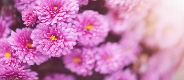 Gyönyörű bokor a lila krizantém a kertben — Stock Fotó