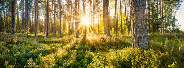 Panoramatický výhled na borový les ráno — Stock fotografie