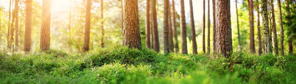 Vista panorâmica da floresta de pinheiros pela manhã — Fotografia de Stock