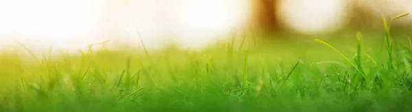 Vista panoramica ravvicinata dell'erba verde nel parco — Foto Stock