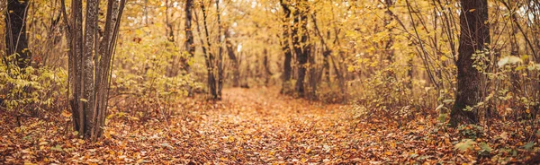 가을에는 자연 공원의 신비 한 자취. — 스톡 사진