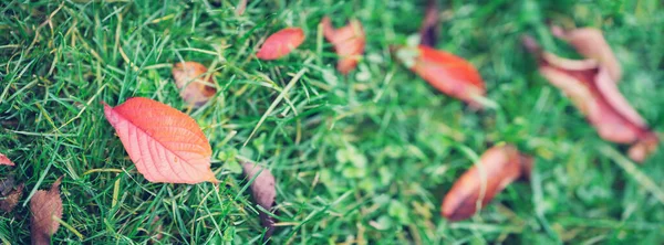 Herbstliches Laub auf dem Rasen im Park — Stockfoto