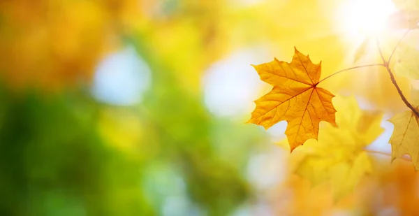 Maple ramo com folhas outonais no fundo ensolarado na floresta. — Fotografia de Stock