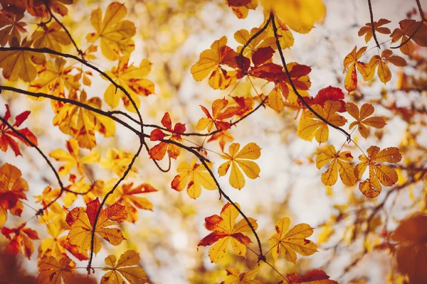 Листья каштанов в осеннем парке на белом фоне — стоковое фото