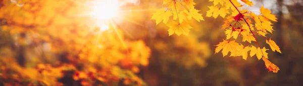 Maple branch with autumnal leaves on the sunny background in the forest. — Stock Photo, Image