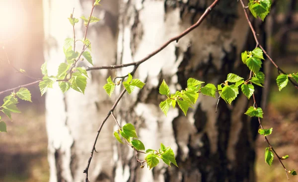 New birch leaves — Stock Photo, Image