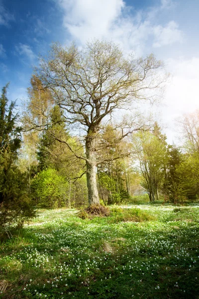 Árbol en el bosque con muchas flores en el fondo — Foto de Stock