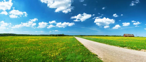 Carretera en campo de diente de león — Foto de Stock