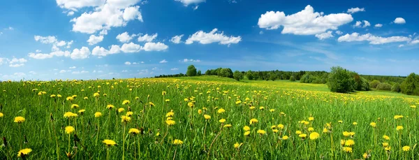 Veld met paardebloemen en blauwe hemel — Stockfoto