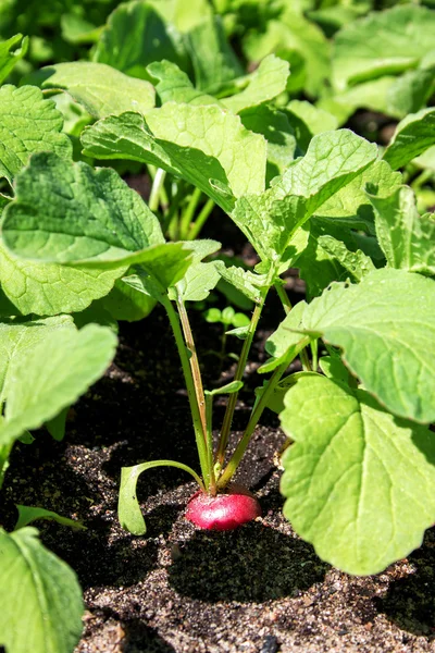 Radishes in the garden — Stok fotoğraf