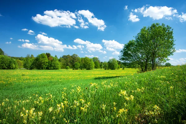 Field with dandelions and blue sky — Stock Photo, Image