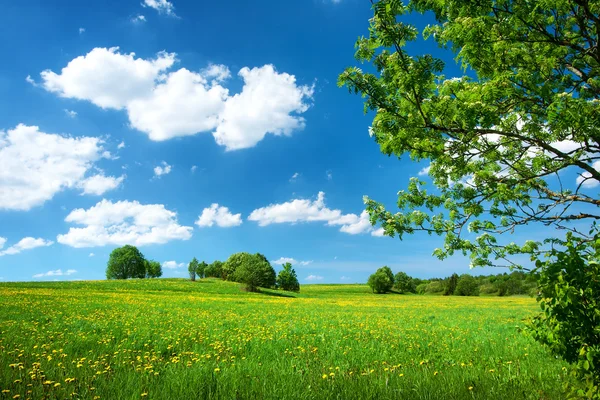 Fält med maskrosor och blå himmel — Stockfoto