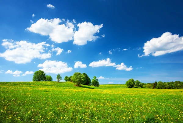 Campo con dientes de león y cielo azul —  Fotos de Stock