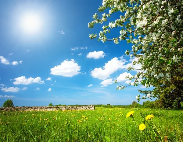 Dandelion field with apple tree — Stock Photo, Image