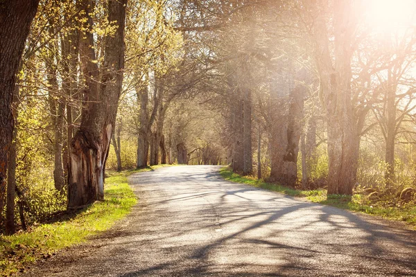 Estrada na manhã de primavera — Fotografia de Stock