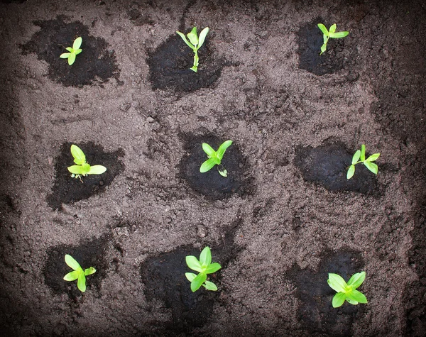 Setzlinge im Garten — Stockfoto