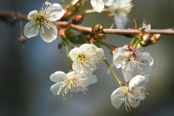 Fleur de cerisier — Photo