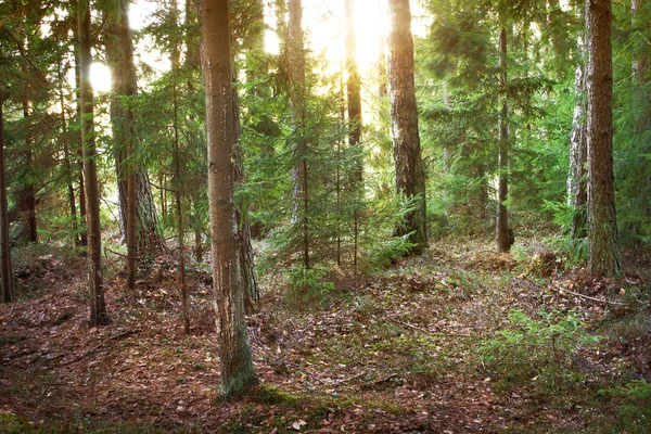 Хвойные леса при утреннем свете — стоковое фото