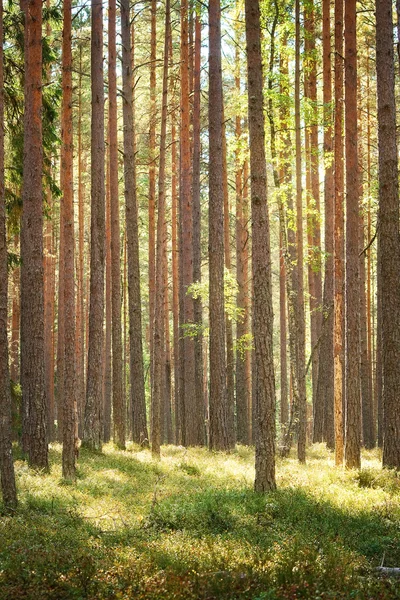 Bosque de pino — Foto de Stock