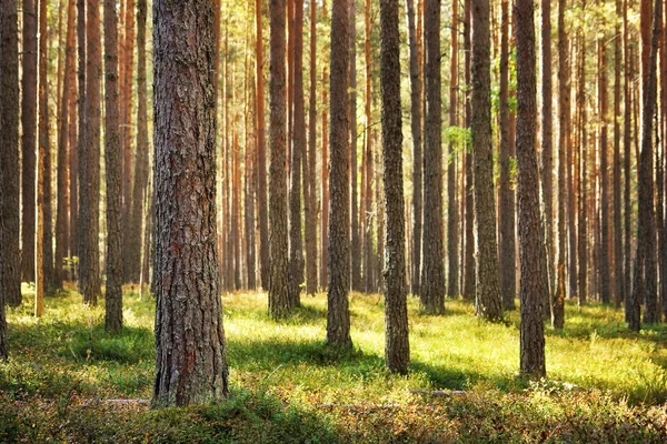Сосновий ліс — стокове фото