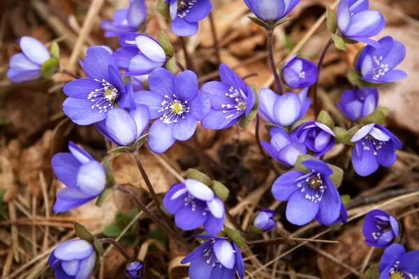 Весенние цветы в лесу — стоковое фото