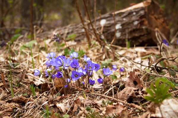Flores de primavera na floresta — Fotografia de Stock