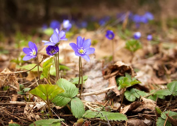 Flores de primavera na floresta — Fotografia de Stock