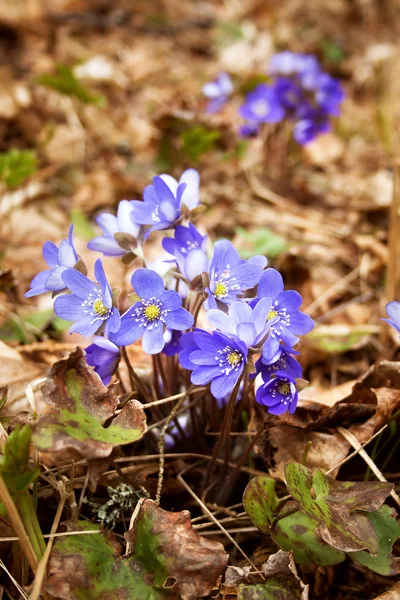 Flores de primavera na floresta — Fotografia de Stock