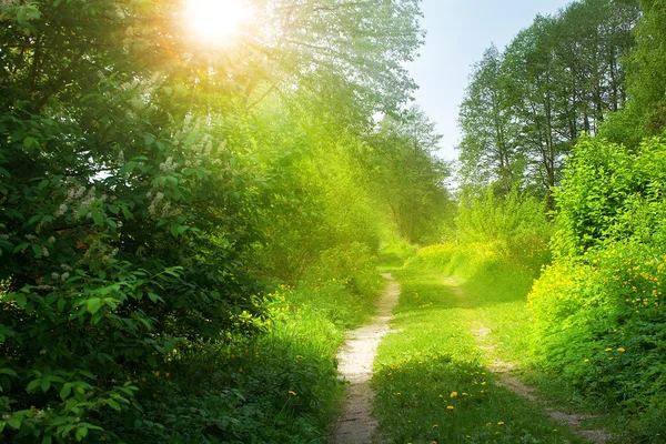 蒲公英在森林道路 — 图库照片