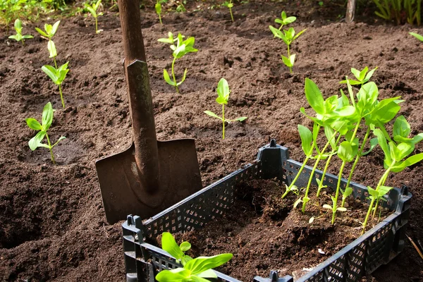 Zaailingen in de tuin — Stockfoto