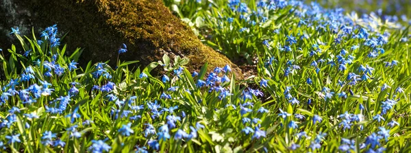 Flores de Scilla — Fotografia de Stock