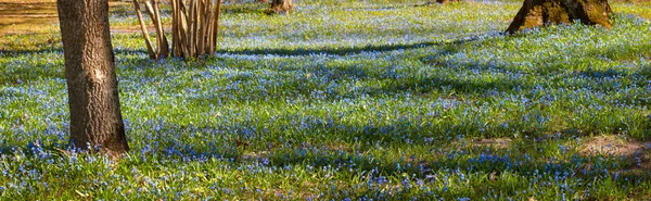 Flores de Scilla — Fotografia de Stock