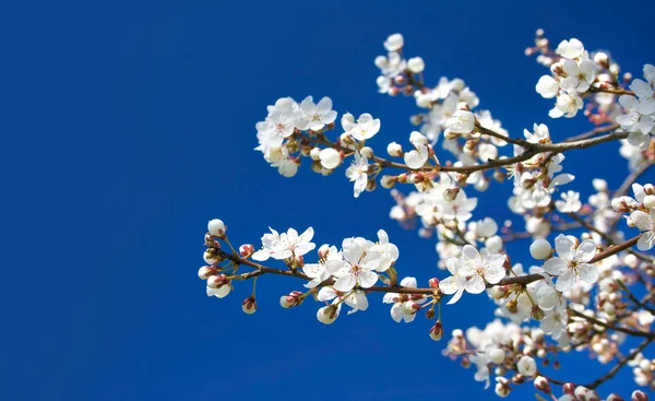 Fleurs de cerisier sur fond bleu — Photo