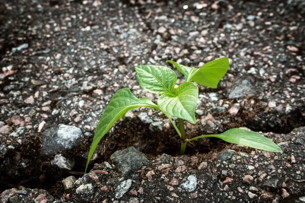 Rostlina roste od prasklinu v asfaltu — Stock fotografie