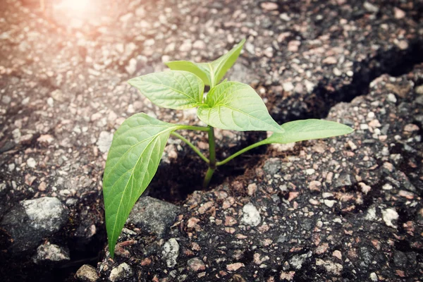 Plante poussant à partir du crack dans l'asphalte — Photo