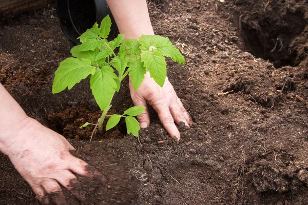 Mains mettant semis de tomate — Photo