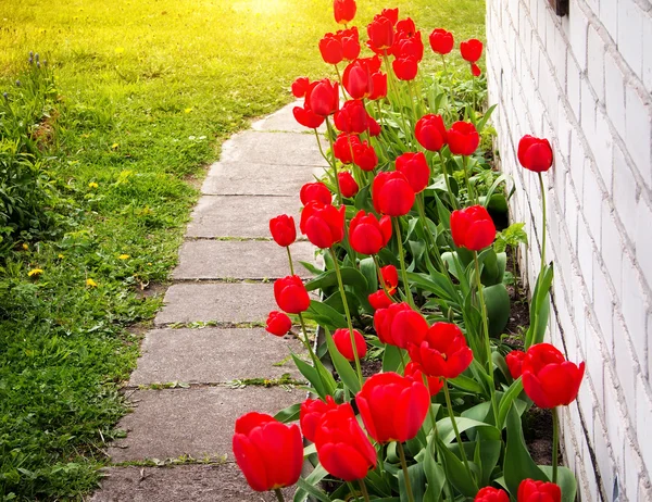 Tulipas crescendo perto de uma casa — Fotografia de Stock