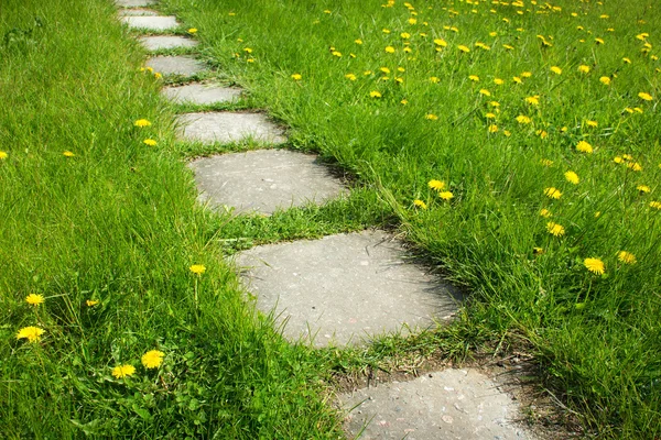 Path on dandelion field — Stock Photo, Image