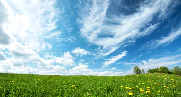 Campo com dentes-de-leão e céu azul — Fotografia de Stock